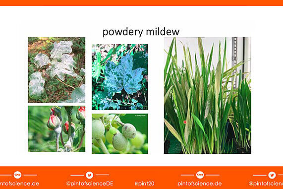 slides with images of powdery mildew on fruits and leaves of different plants