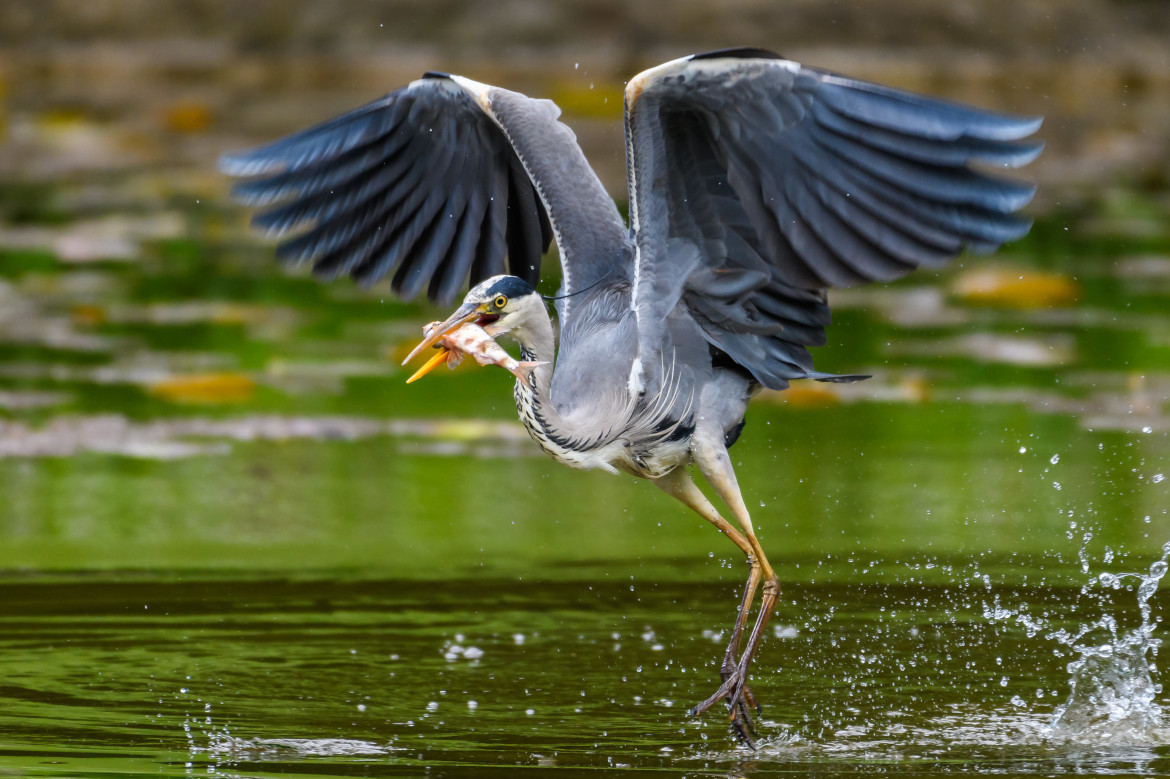 a heron having catched a fish
