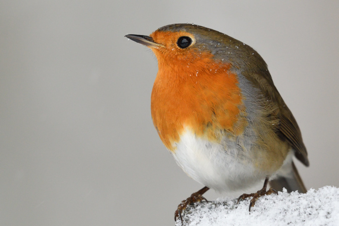 a robin sitting in the snow