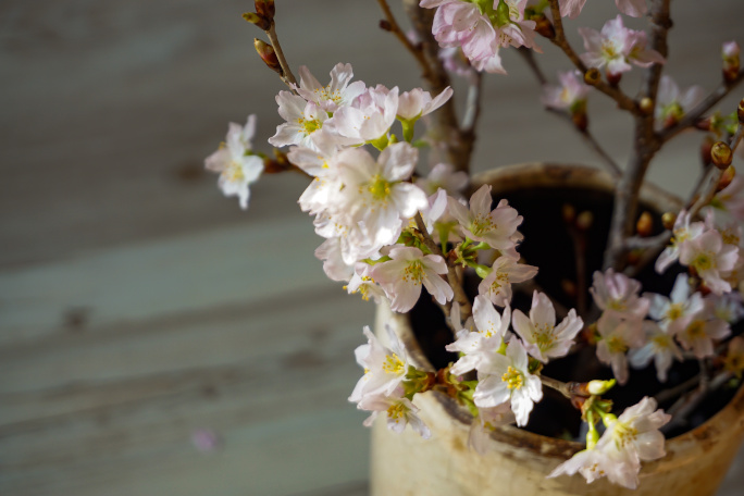 Cherry-tree twigs in a vase