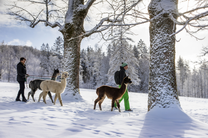 Two persons walking with alpacas in a snowy scenery.