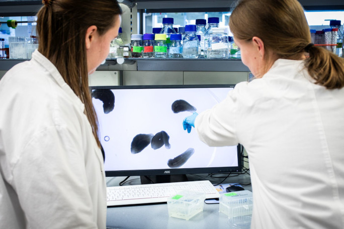 Two female scientists in front of a screen, analysing planarians.