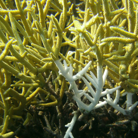 Coral bleaching, an indicator in the focus of paleobiology.