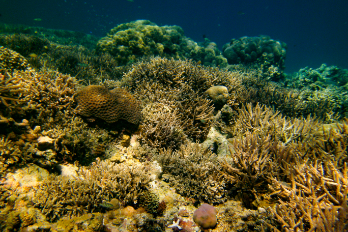 Corals on the sea ground, a research focus of paleobiology at FAU Erlangen-Nürnberg.