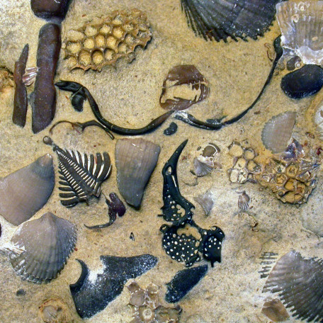 Several shells and seaweed on a sandy ground