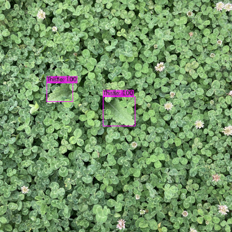 Bird view of clover and thistles, marked in violet.