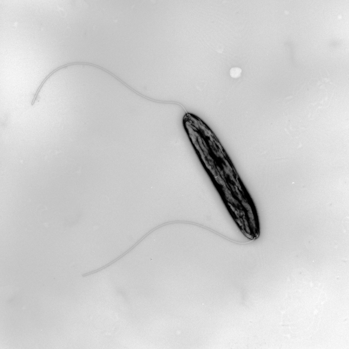 Microscope Image of a bacteria.