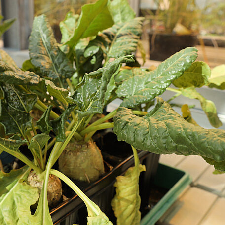 Close up of a plant treated with the rna Spray