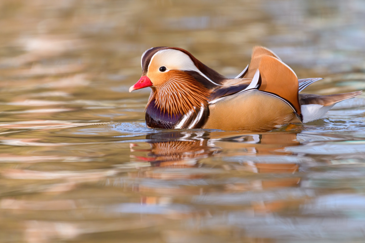 a duck swimming