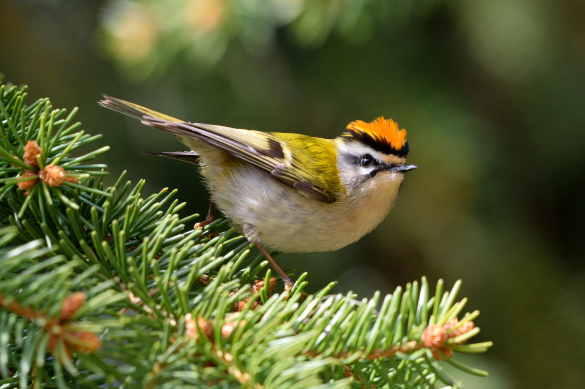 a bird sitting on a fir tree