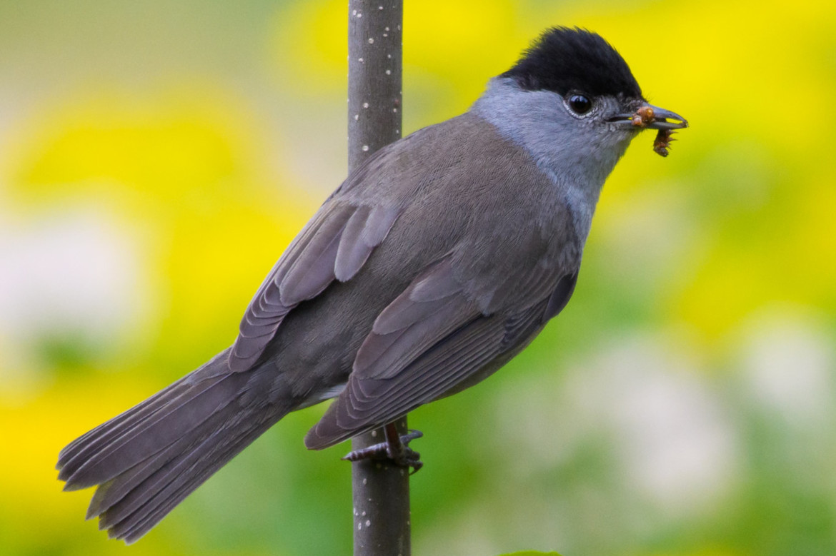 a bird holding an insect