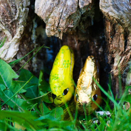 two chocolate easter bunnies hidden in the grass