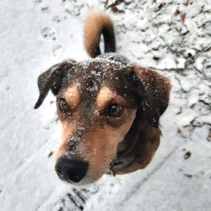 Dog Willy in the snow