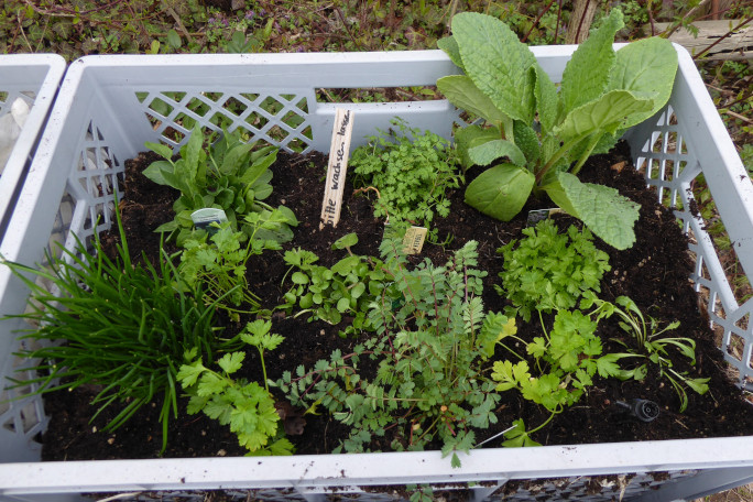 Plants in a box