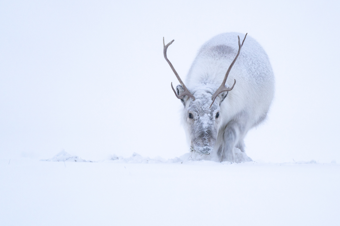 A reindeer in the snow.