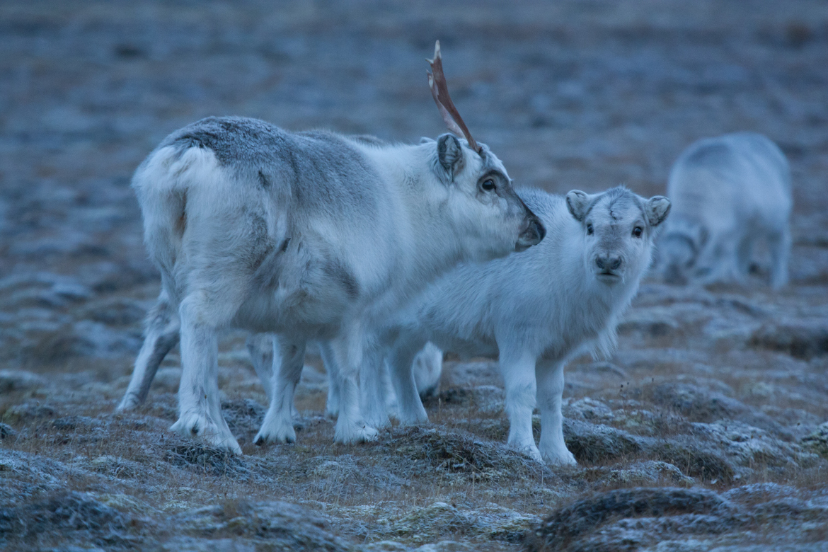 Two reindeers standing in the scarce heath vegetation, typical for this arctic region..