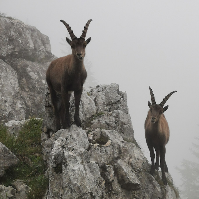 Two ibexes on a mountain